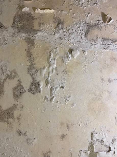 Trusted Vineyards, FL Mold Removal Experts