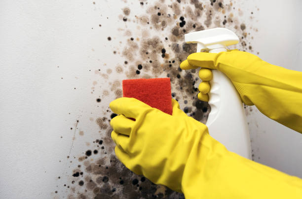 Best Mold Damage Repair  in Vineyards, FL